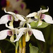 Dendrobium johnsonii – Lisa Humphries