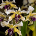 Dendrobium atroviolaceum – Lisa Humphries