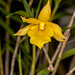 Dendrobium hancockii – Lisa Humphries