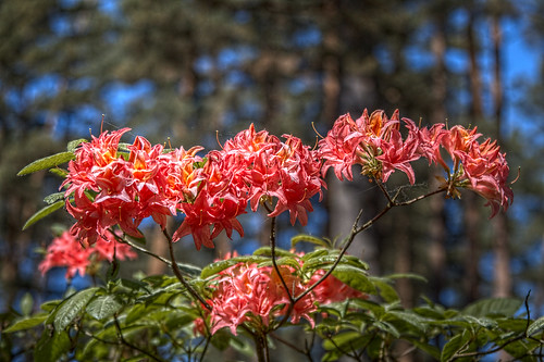 From the life of Rhododendrons. 1 ©  Егор Журавлёв
