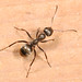 Silky Ant - Formica subsericea, Occoquan Bay National Wildlife Refuge, Woodbridge, Virginia, November 25, 2020
