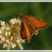 Male Small Skipper: Thymelicus sylvestris. thy-ME-lee-kuss sill-VESS-triss .
