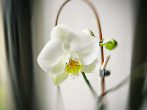 #Orchid #Restored ©  NO PHOTOGRAPHER