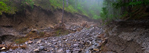 Mountain stream knocked down and uprooted trees in a wild forest (Panorama) ©  Alexey Fedenkov