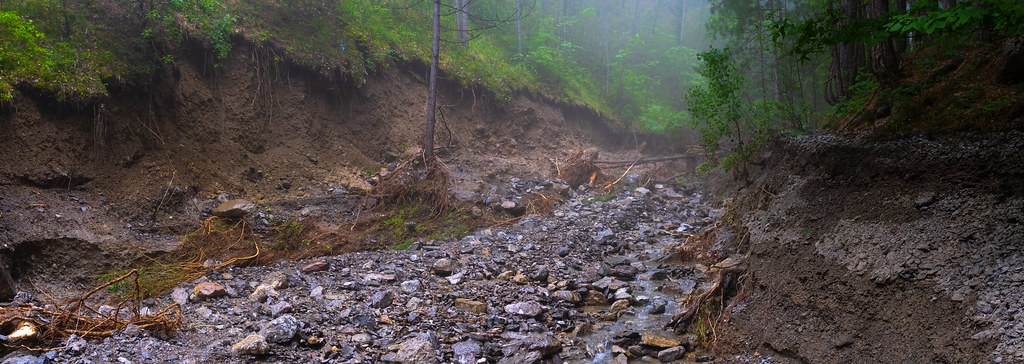 : Mountain stream knocked down and uprooted trees in a wild forest (Panorama)