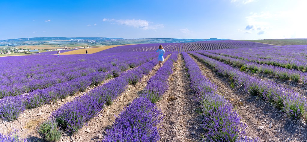 : Rows of lavender rush to the horizon (Panoramic landscape)