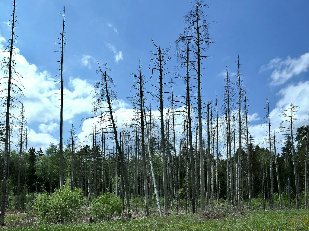 : Trees die standing up