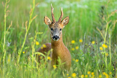 Mature Roe Deer Buck
