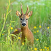 Mature Roe Deer Buck