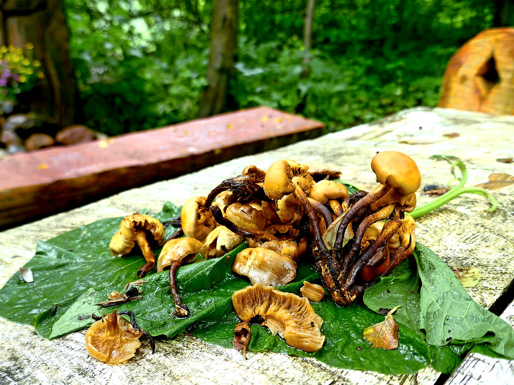 : Small yellow mushrooms