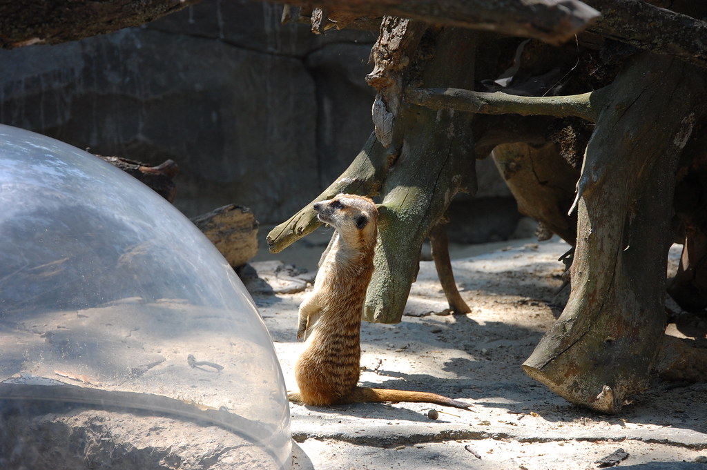 :  A meercat