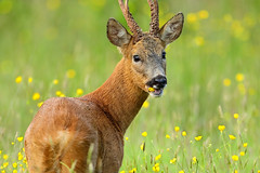 Roe deer eating buttercups