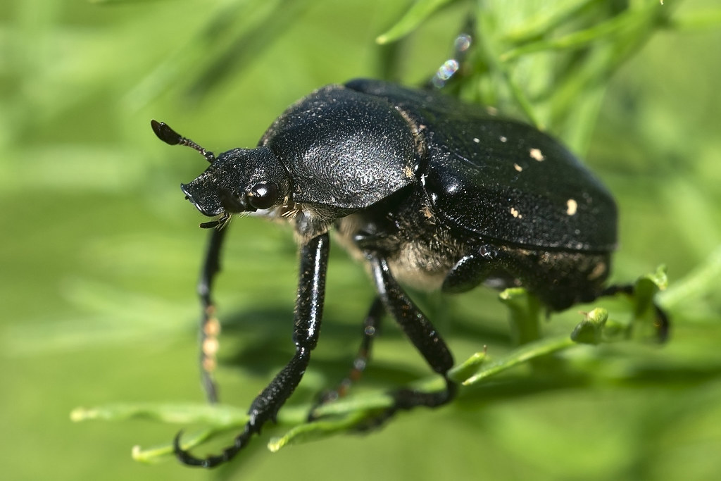 : The black hermit beetle