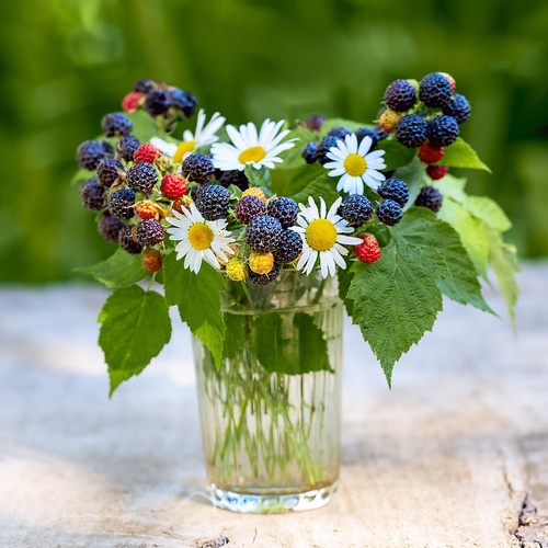 A simple bouquet of blackberries and daisies ©  Aleksandr Efisko