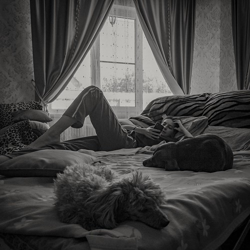 Dogs ©  Alexey Mitrofanov