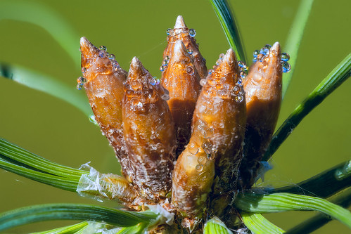 small drops of resin on the top of a young pine tree on a hot day ©  Aleksandr Efisko