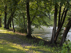 Trees along Creek