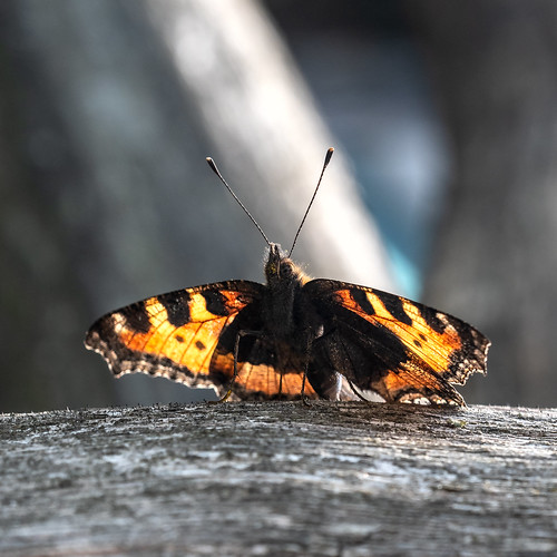 Butterfly-urticaria ©  Aleksandr Efisko