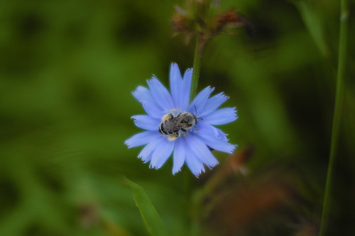 Pollination ©  Tony