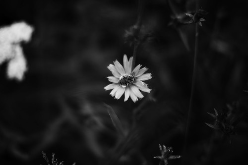 pollination ©  Tony