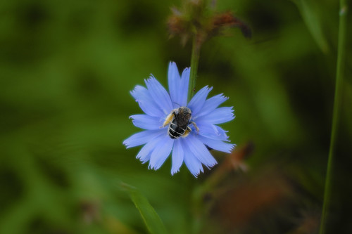 pollination ©  Tony