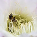 honey bee on Echinopsis sp