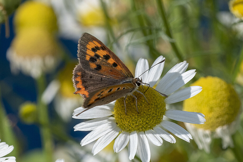 :      Polychrome butterfly on the flowers of daisies
