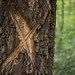 Marked tree in a forest close-up with blurry background