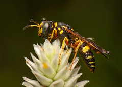 Watery Wasp
