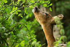 Roe deer reaching to eat leaves from a branch