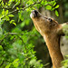 Roe deer reaching to eat leaves from a branch