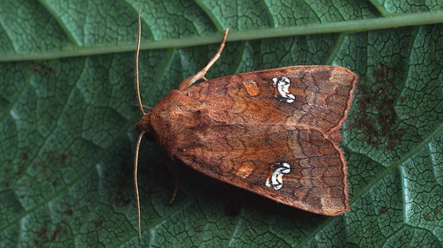 Amphipoea fucosa/lucens/oculea - Ear moth -  ©  Ilia Ustyantsev