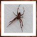Garden Spider (Kreuzspinne)