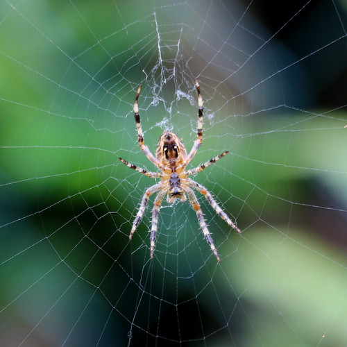 esp`ece d'araign'ee aran'eomorphe de la famille des Araneidae ©  OliBac