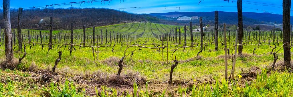 : Rows of young vines stretch out to the horizon towards the blue hills (Panoramic landscape)