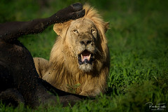 Lion with buffalo kill