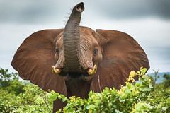 Elephant trunking