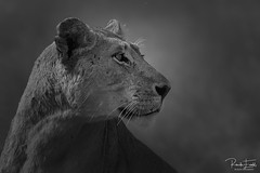 Lioness portret in monochrome