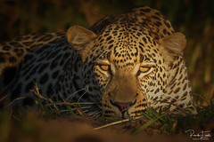 Leopards stare