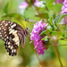 Papilio demoleus Chequered Swallowtail butterfly