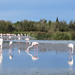 European flamingos