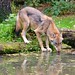 Wolf reflected in the water - Schleswig-Holstein - Germany - September 26, 2021