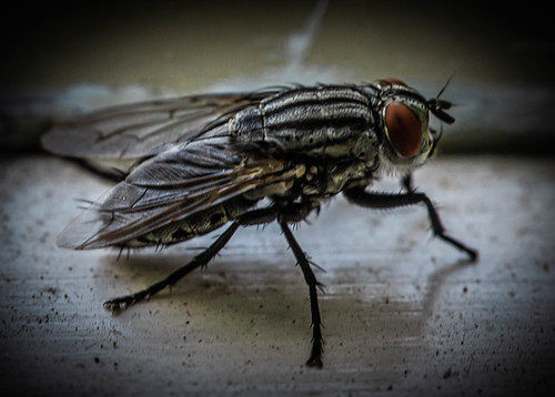 Some fly ©  Raymond Zoller