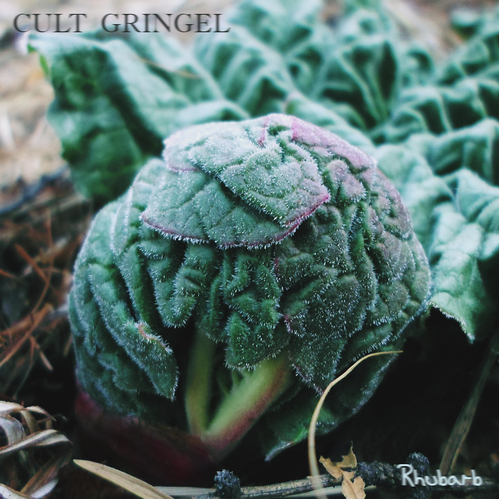 : Cult Gringel - Rhubarb (New cover)