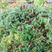 haircap (Polytrichum commune) / кукушкин лен