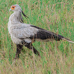 2019.06.08.3726.D500 Secretary Bird in the Serengeti