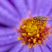 Fly on Aster