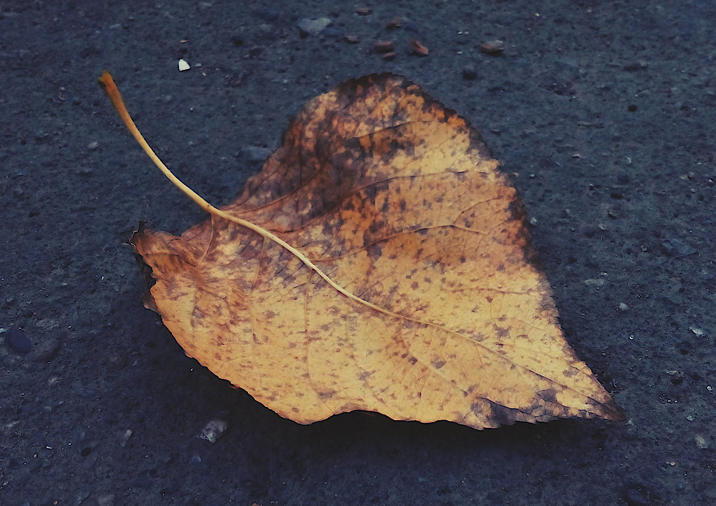 : The Autumn Leaf
