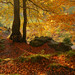 Autumn Beech Woodland