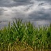Corn and clouds in the Condroz